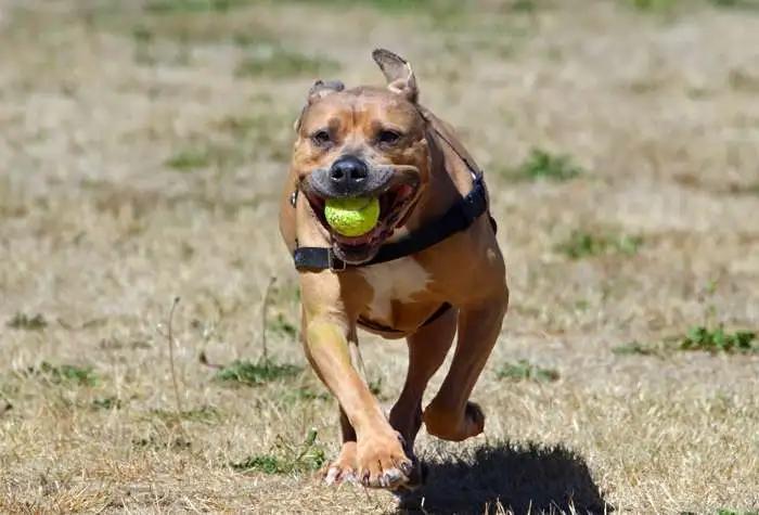 Enlarge Rue, a ADOPTABLE mixed breed in Coupeville, WA image 4/6
