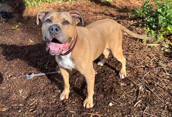 Enlarge Rue, a ADOPTABLE mixed breed in Coupeville, WA image 2/6