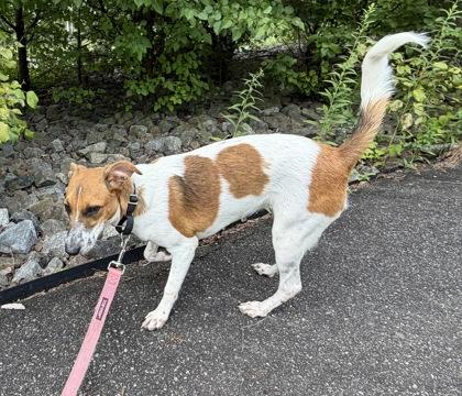 Ariel, Adoptable, Puppy Female Smooth Fox Terrier & Mixed Breed.