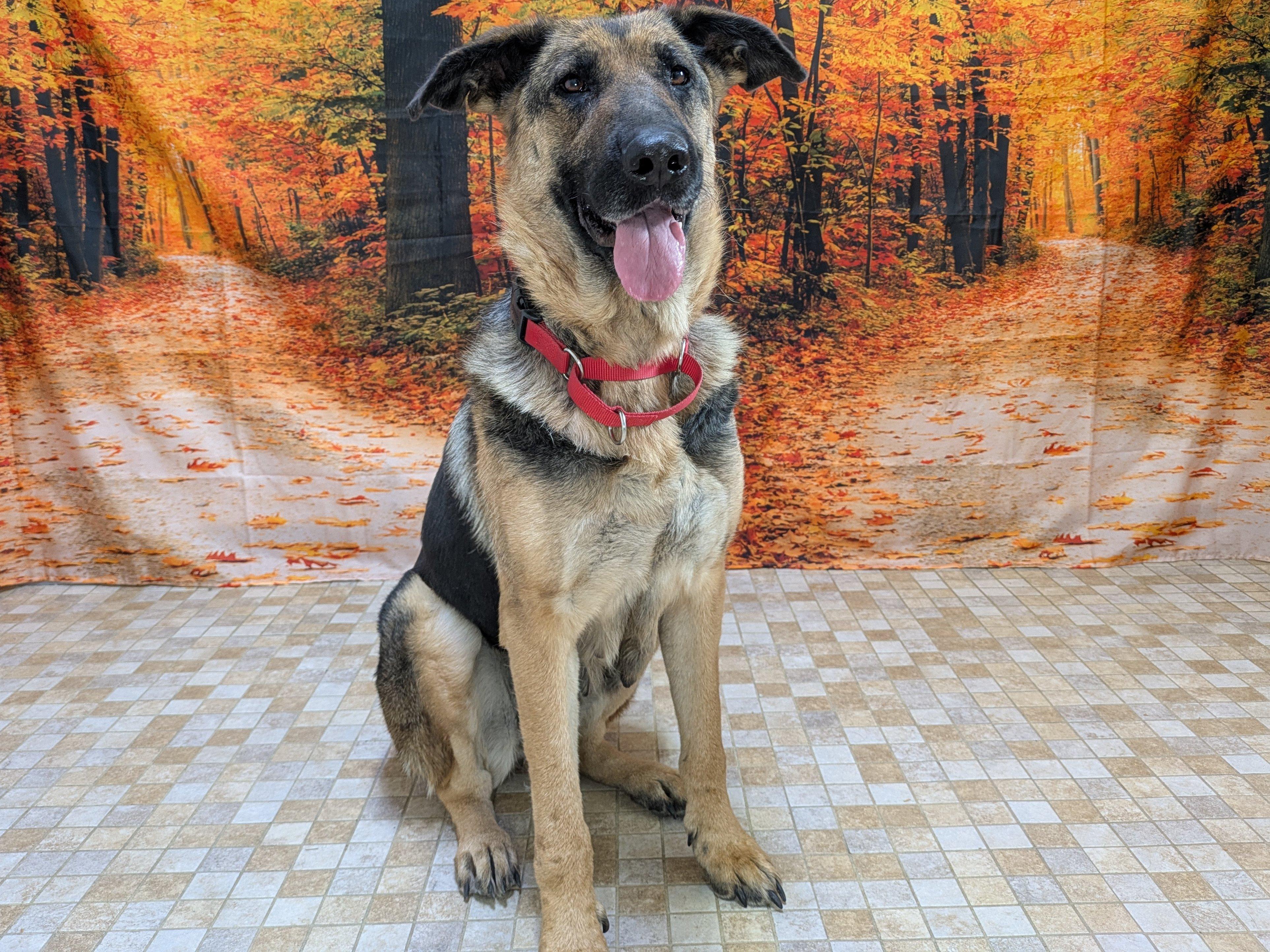 Enlarge Somers, a Adoptable German Shepherd Dog in North Bend, WA image 4/6
