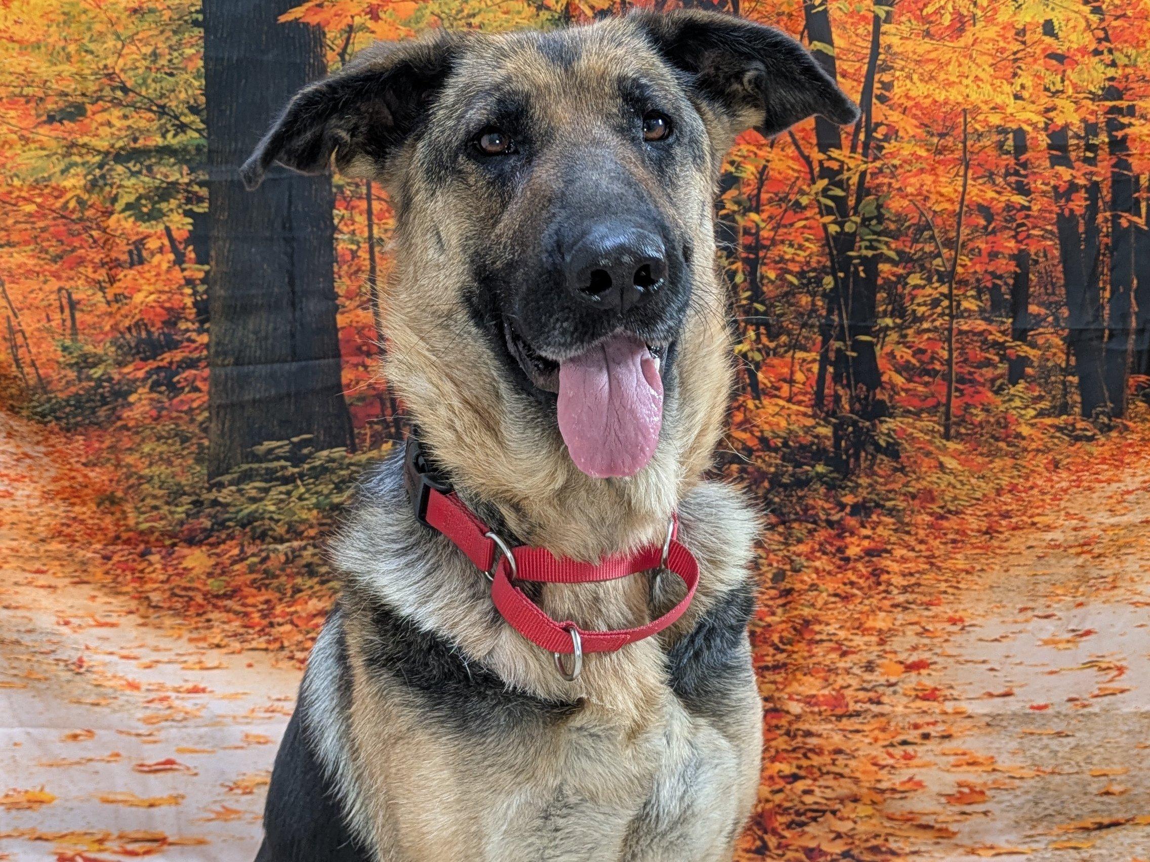 Enlarge Somers, a Adoptable German Shepherd Dog in North Bend, WA image 5/6