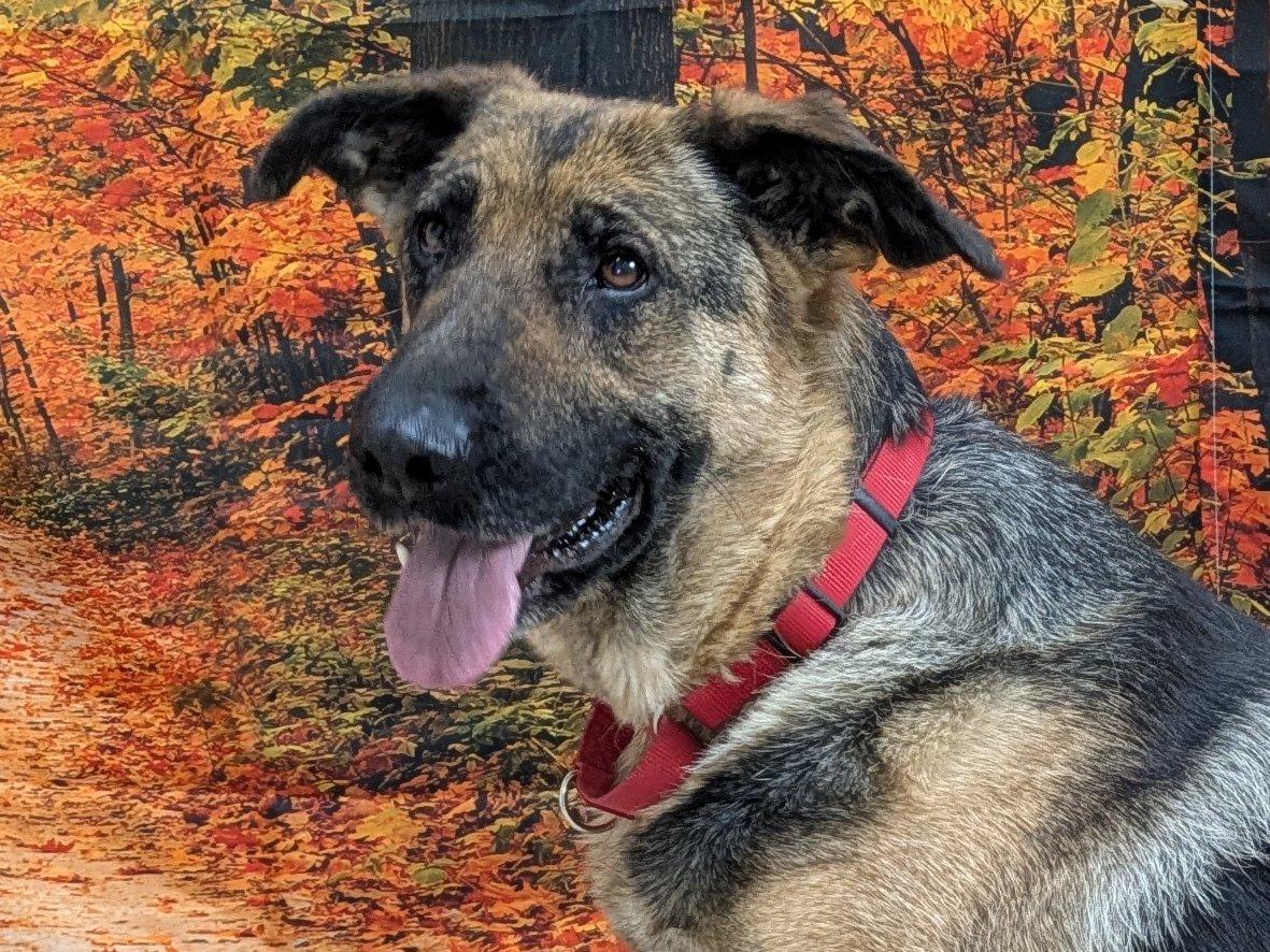 Enlarge Somers, a Adoptable German Shepherd Dog in North Bend, WA image 1/6