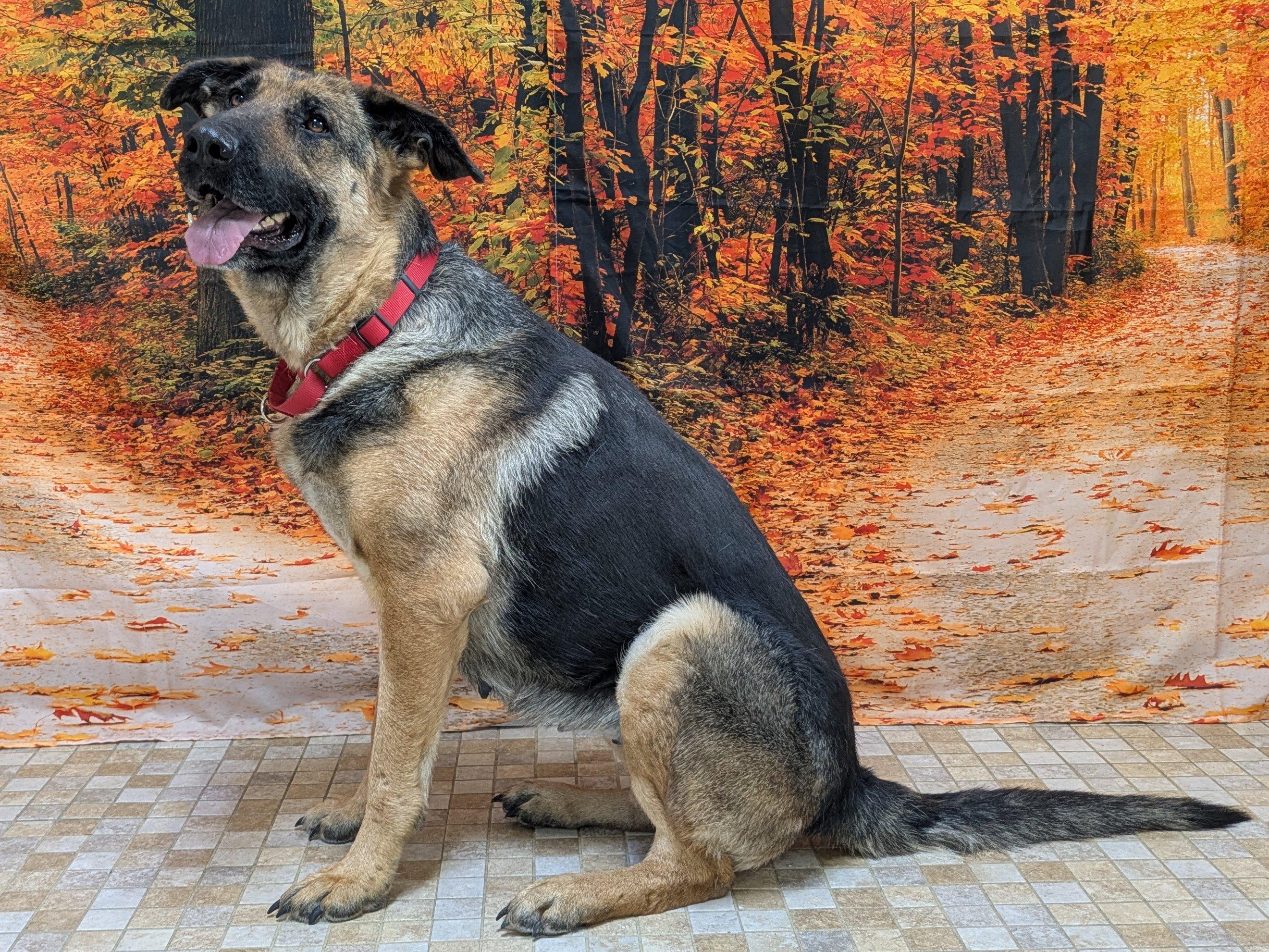 Enlarge Somers, a Adoptable German Shepherd Dog in North Bend, WA image 6/6
