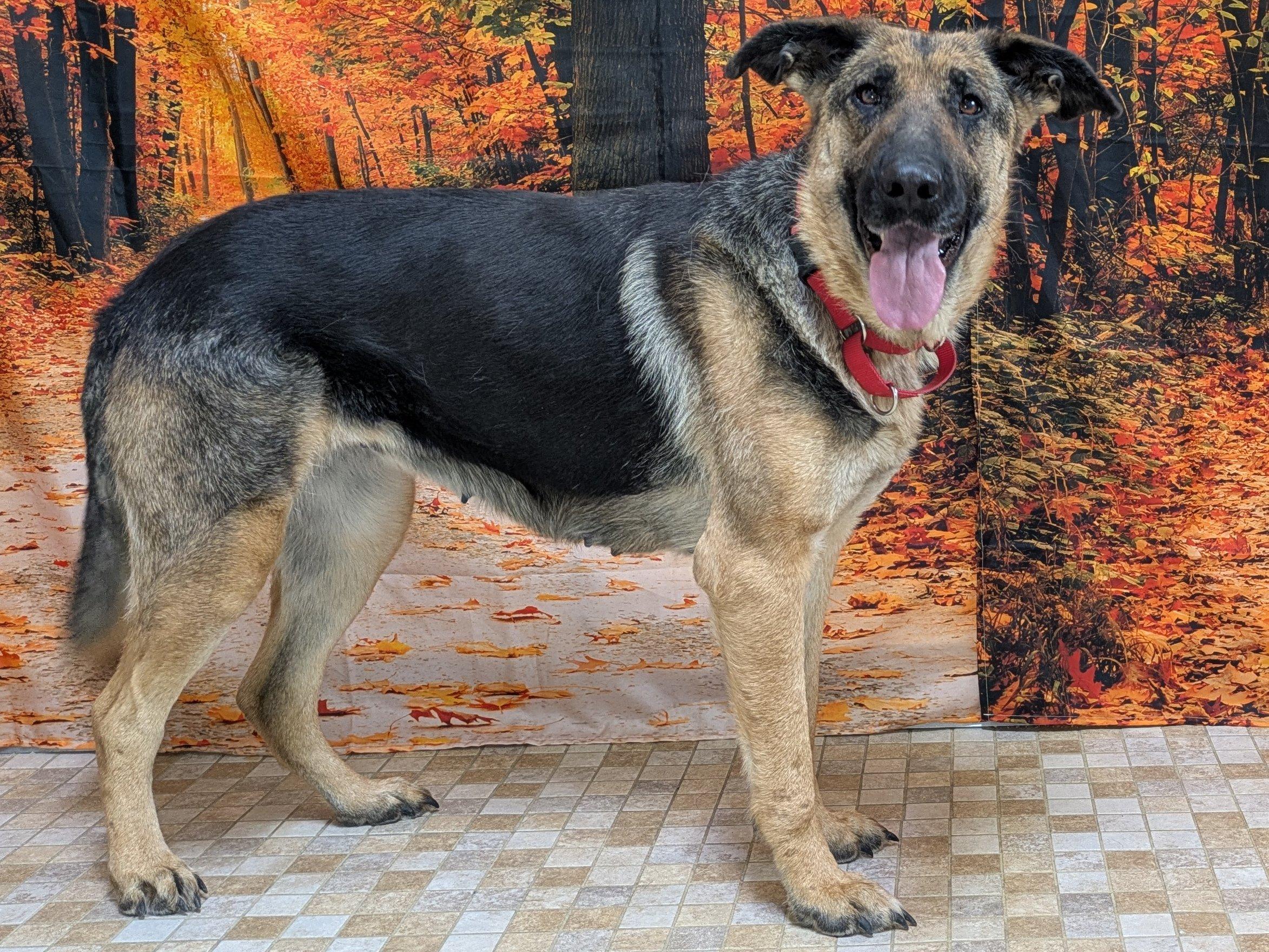 Enlarge Somers, a Adoptable German Shepherd Dog in North Bend, WA image 3/6
