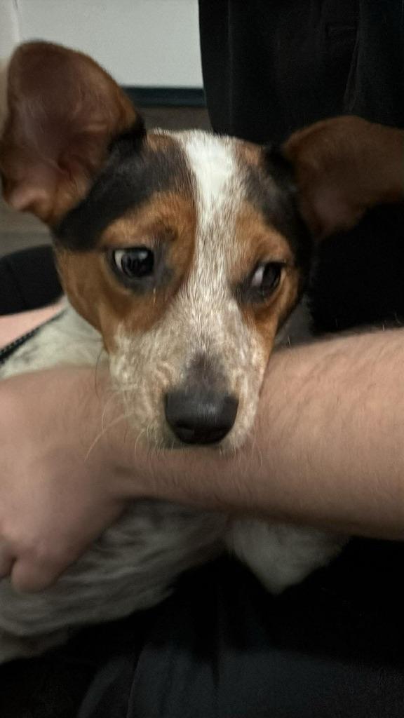 Molly Willow, Adoptable, Young Female Beagle & Jack Russell Terrier.