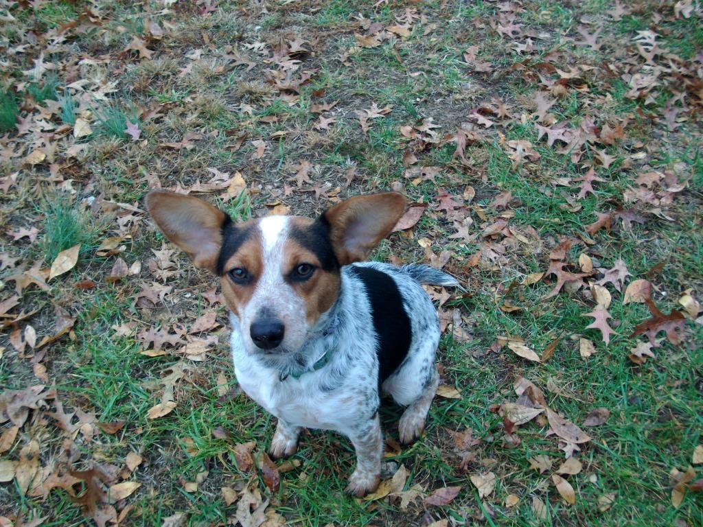 Enlarge Molly Willow, a Adoptable mixed breed in Waynesville, MO image 2/3