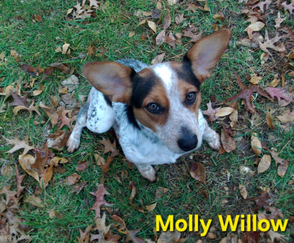 Enlarge Molly Willow, a Adoptable mixed breed in Waynesville, MO image 3/3
