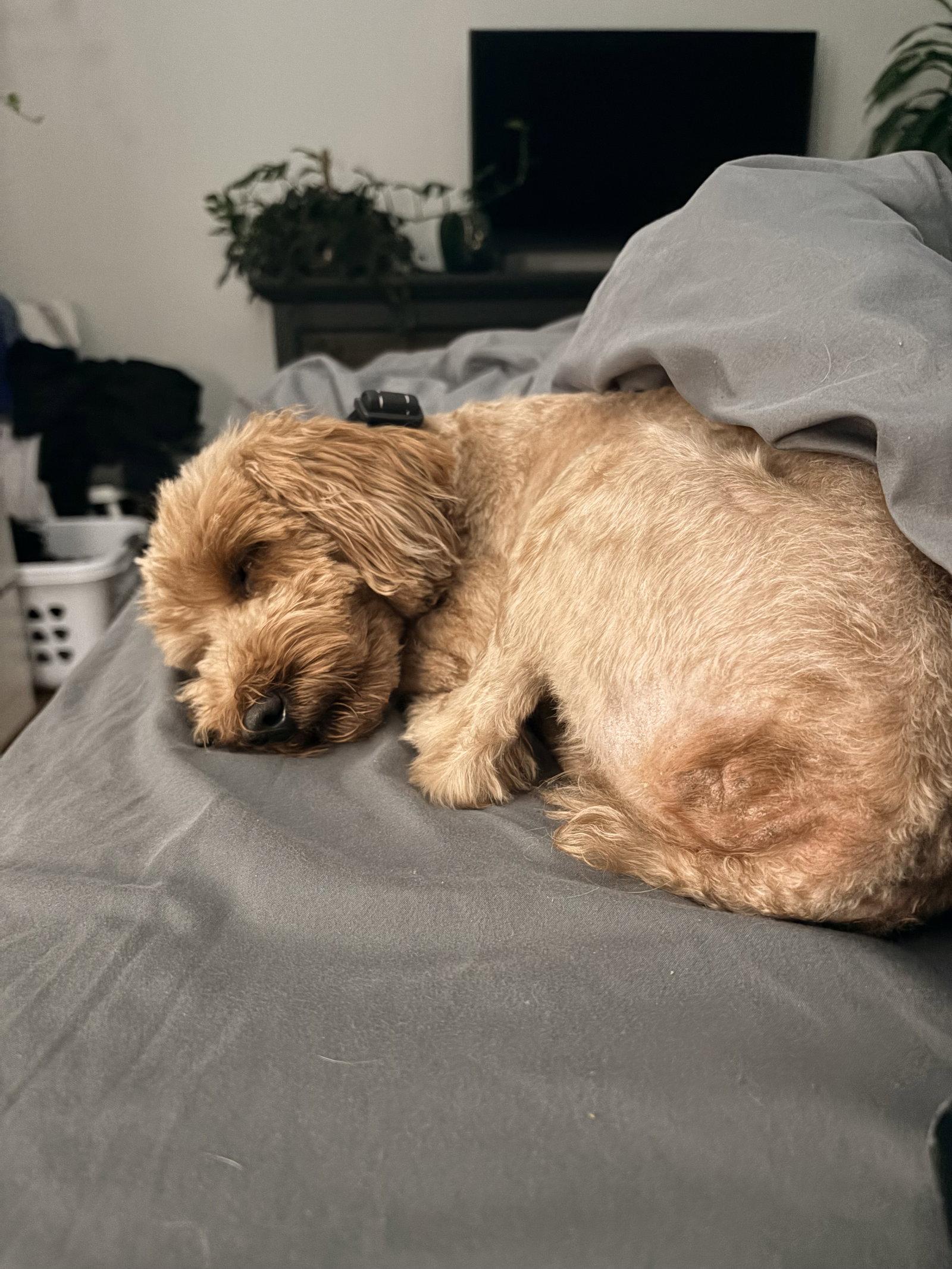 Honey, Adoptable, Adult Female Poodle.