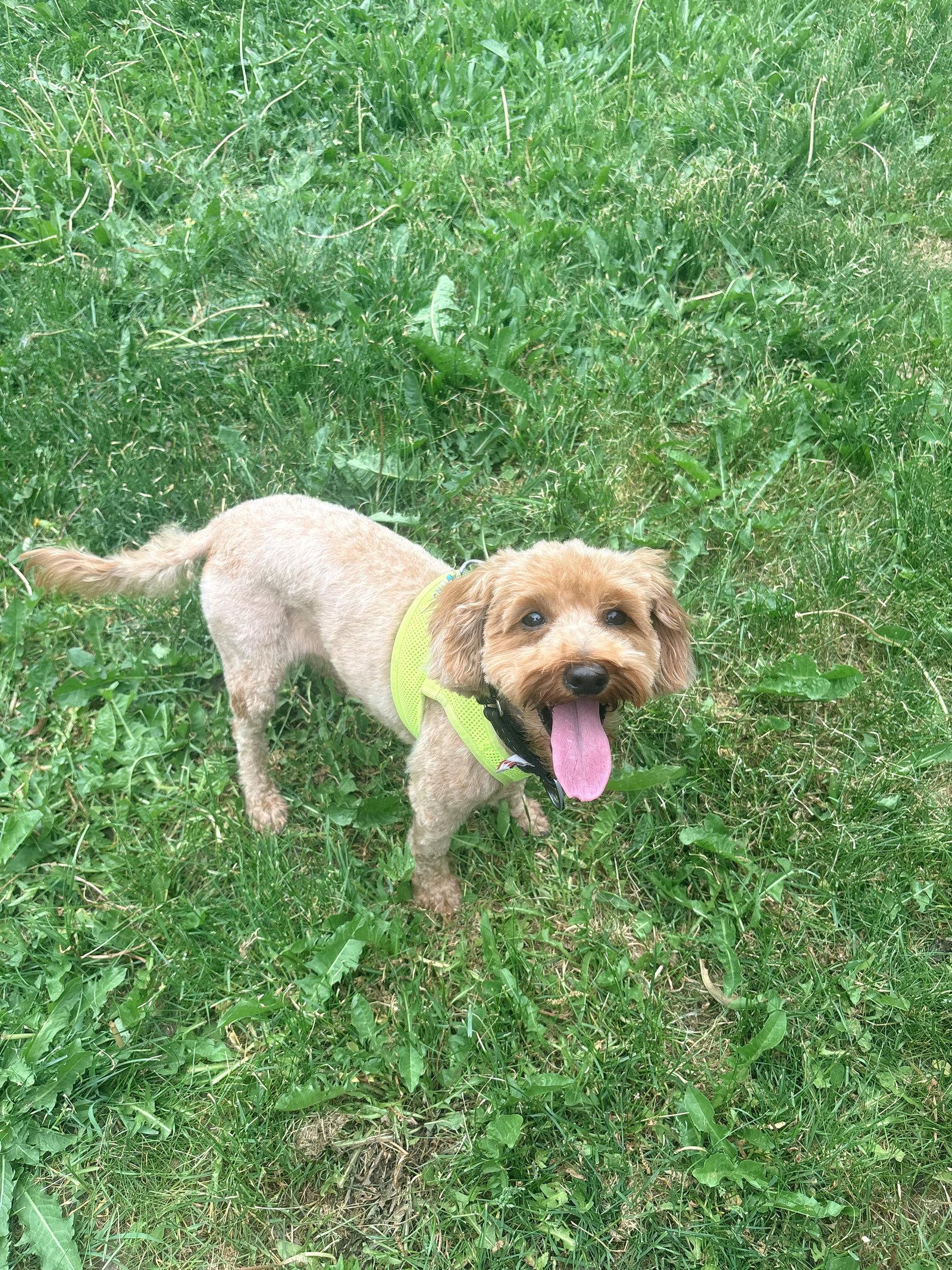 Honey, a Adoptable Poodle in Etobicoke, ON image 2/3