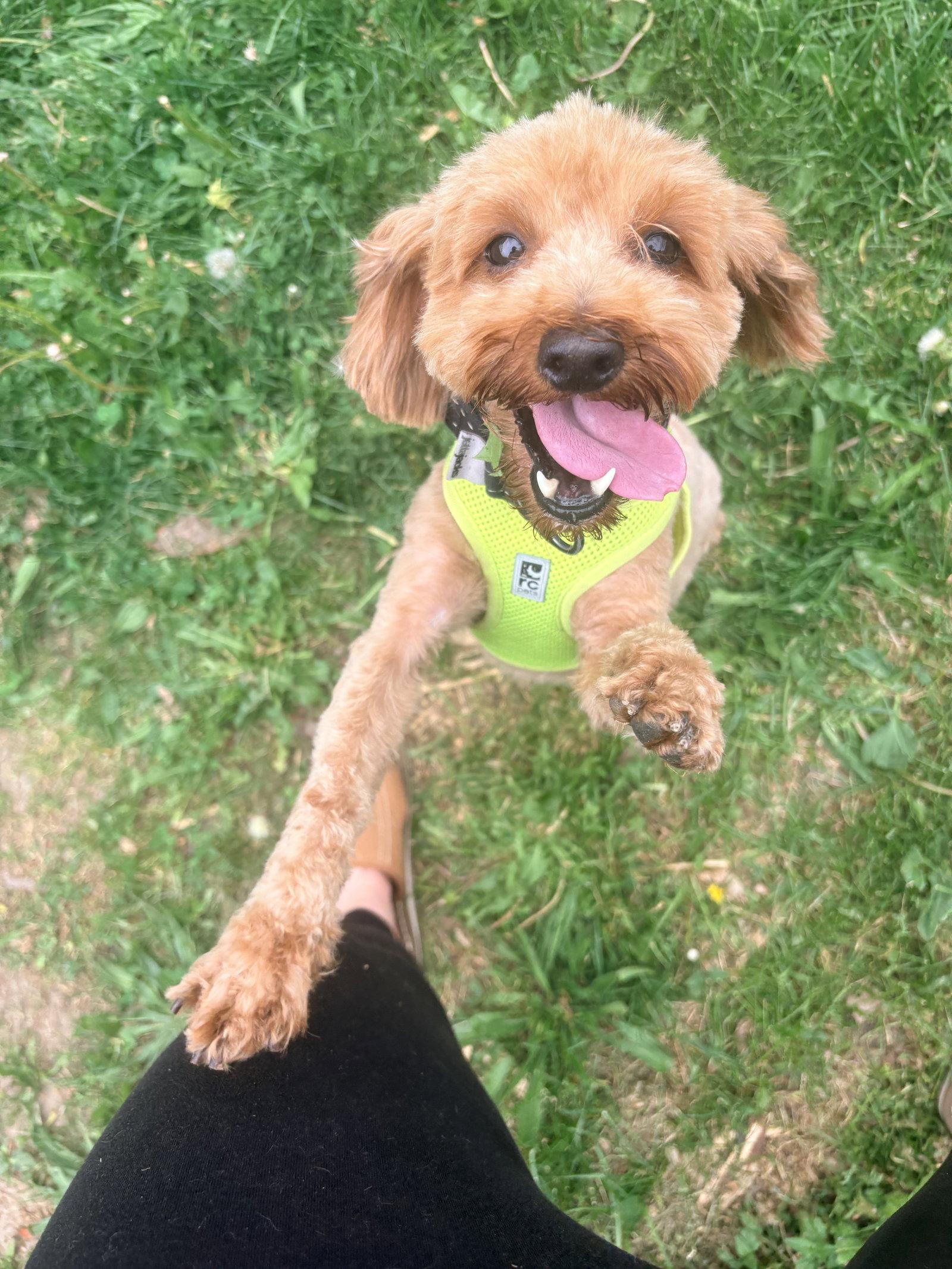 Honey, a Adoptable Poodle in Etobicoke, ON image 3/3