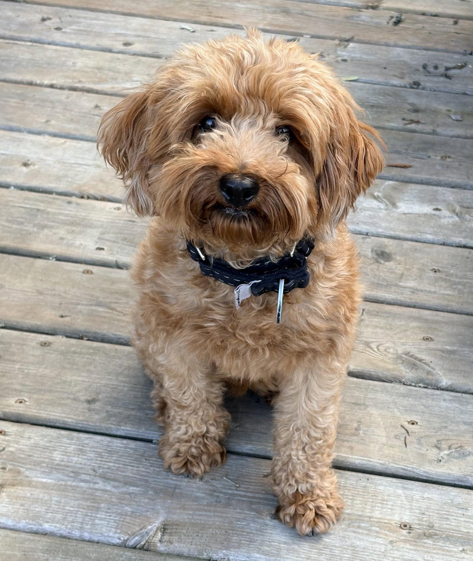 Honey, a Adoptable Poodle in Etobicoke, ON image 3/3