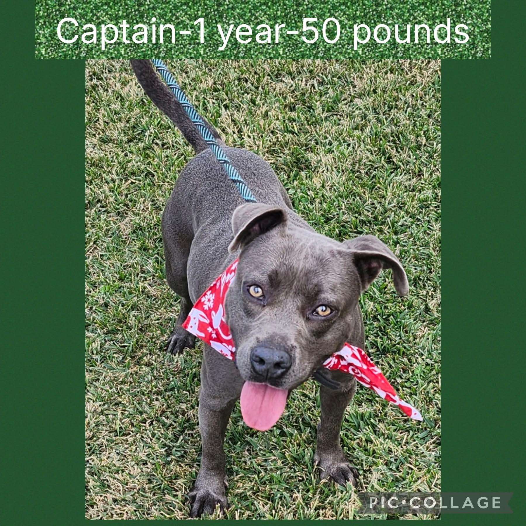 Enlarge Captain, a ADOPTABLE mixed breed in New Iberia, LA image 1/1
