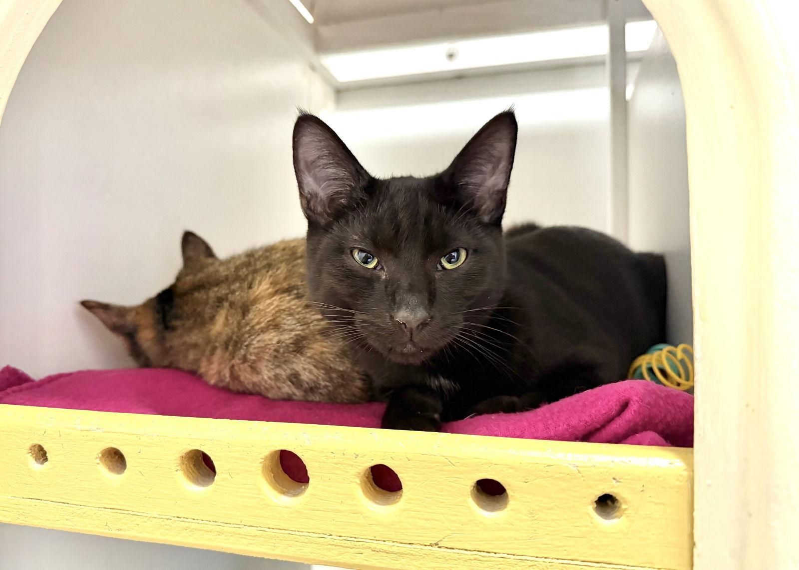 Otto, Adoptable, Young Male Domestic Short Hair.