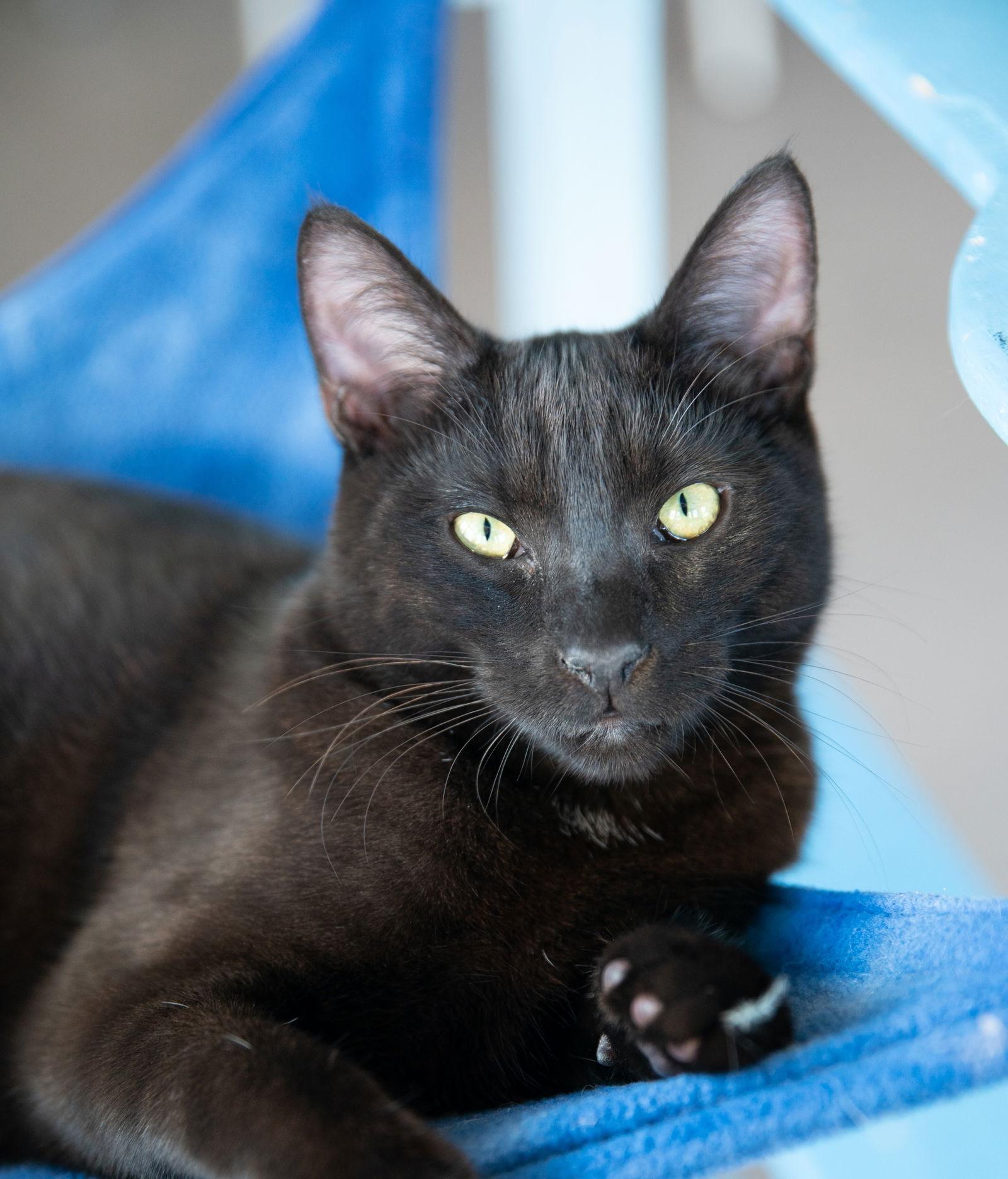 Enlarge Otto, a Adoptable Domestic Short Hair in Oakland, CA image 2/2