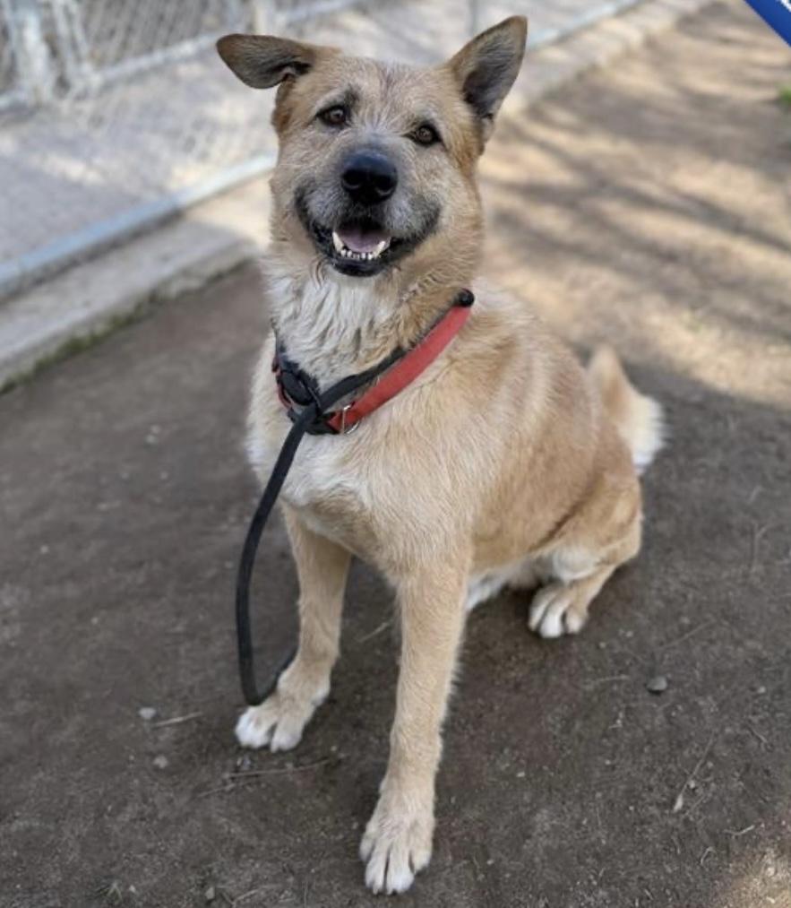 Ruff - A Disney Dog with a Heart of Gold!, ADOPTABLE, Adult Male Irish Wolfhound & German Shepherd Dog.