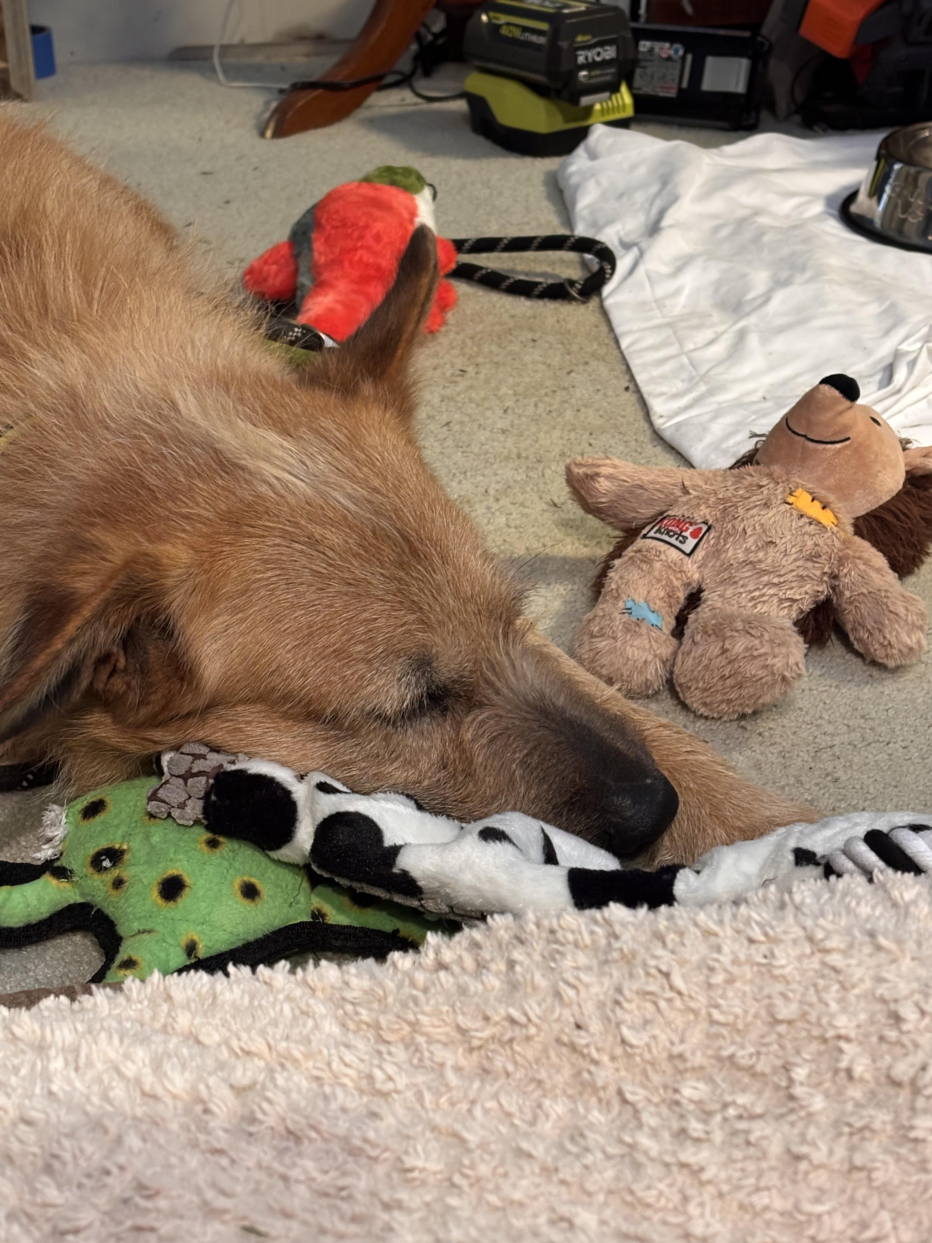 Enlarge Ruff - A Disney Dog with a Heart of Gold!, a ADOPTABLE mixed breed in Seattle, WA image 3/4