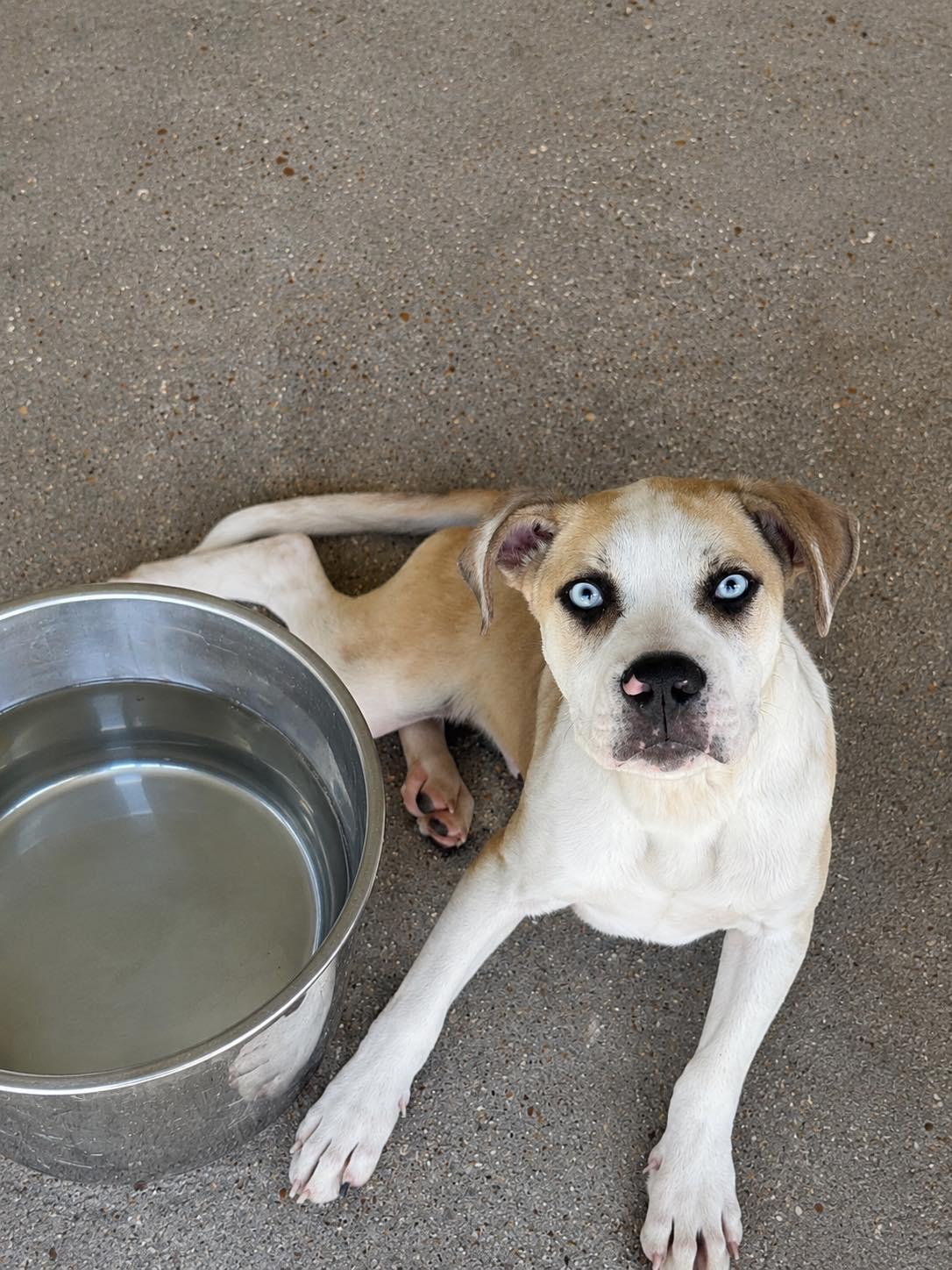 Enlarge Quincy, a ADOPTABLE mixed breed in New Roads, LA image 1/1