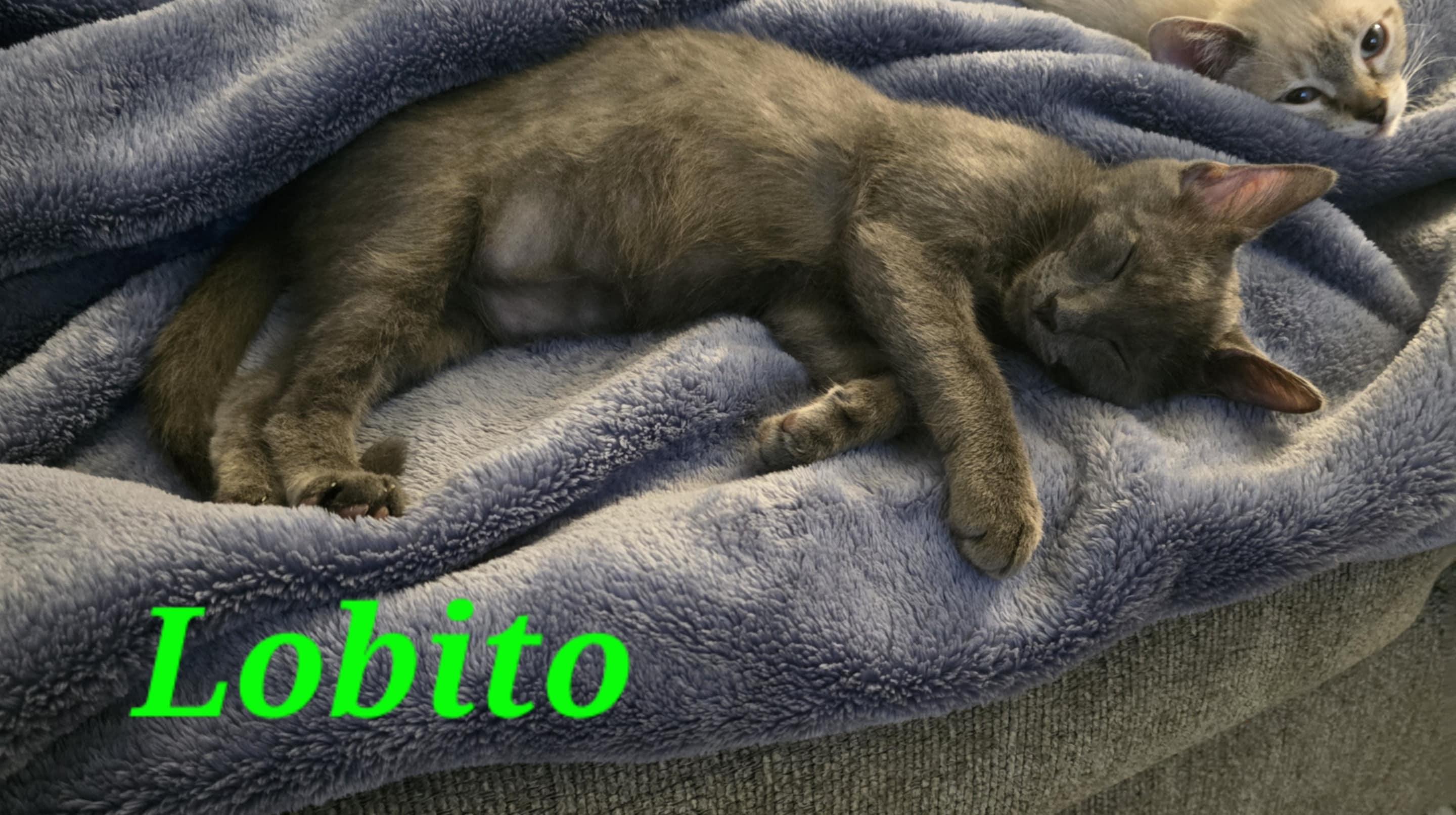 Lobito, Baby Male Russian Blue