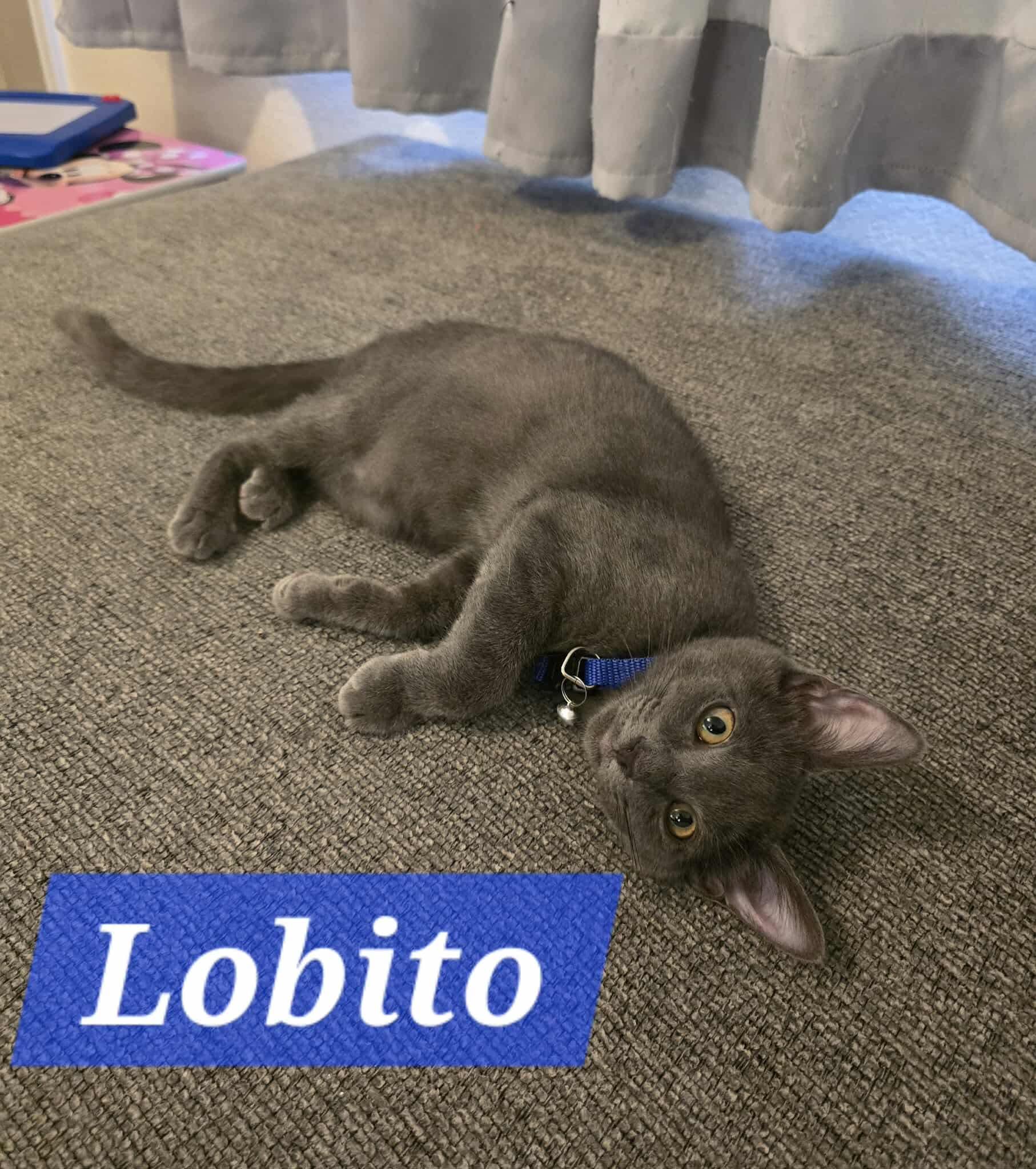 Lobito photo 2