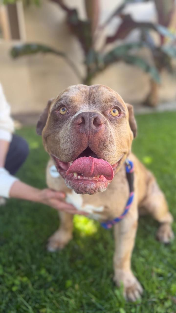 Enlarge Scooby, a ADOPTABLE American Bulldog in Los Angeles, CA image 6/6