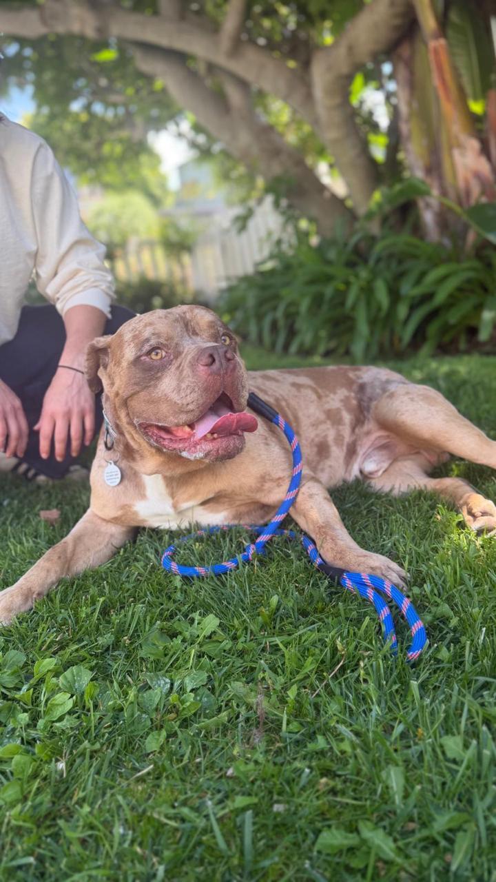 Enlarge Scooby, a ADOPTABLE American Bulldog in Los Angeles, CA image 3/6