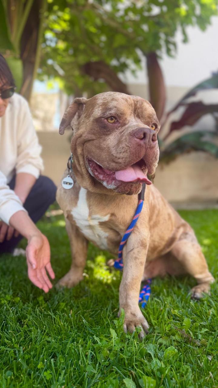 Enlarge Scooby, a ADOPTABLE American Bulldog in Los Angeles, CA image 2/6