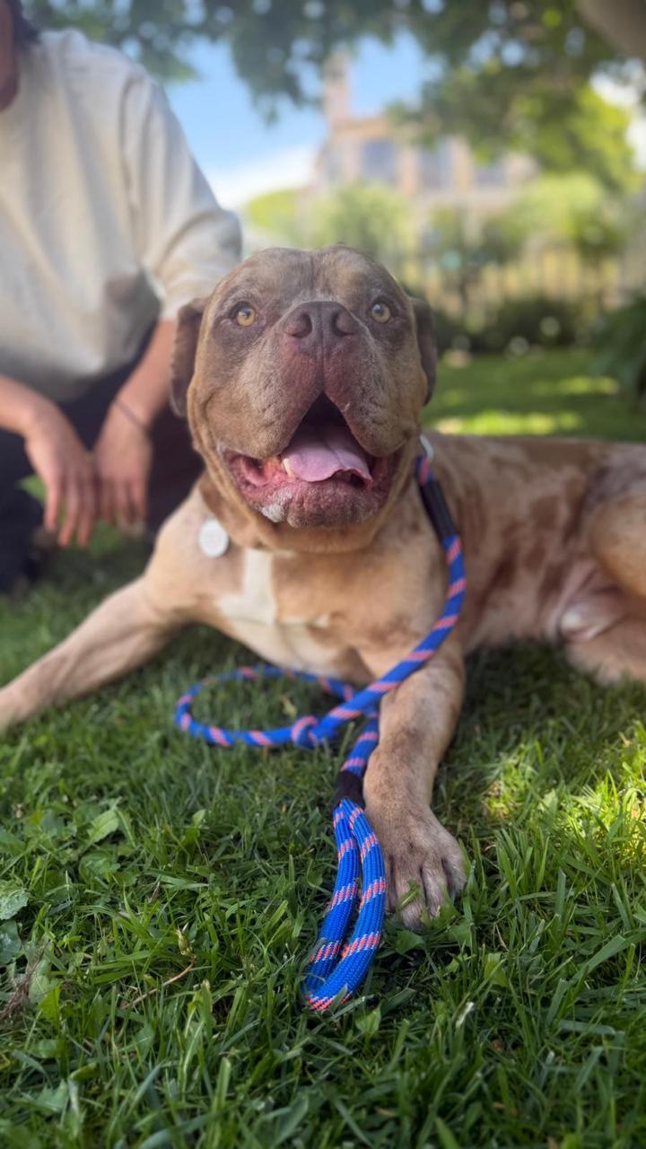 Enlarge Scooby, a ADOPTABLE American Bulldog in Los Angeles, CA image 4/6