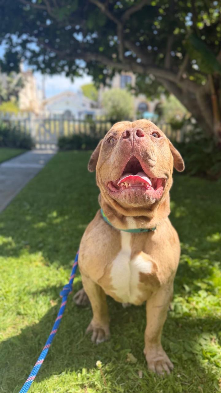 Enlarge Scooby, a ADOPTABLE American Bulldog in Los Angeles, CA image 5/6