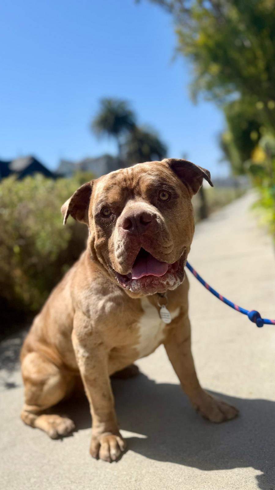 Scooby, ADOPTABLE, Young Male American Bulldog.