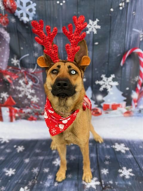 Enlarge FRAGILE, a Adoptable mixed breed in Gardena, CA image 1/1