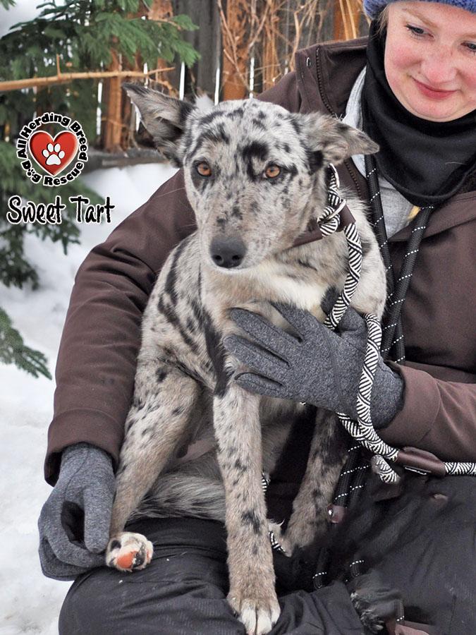 Enlarge Sweet Tart, an adoptable mixed breed in Joliet, IL image 1/4