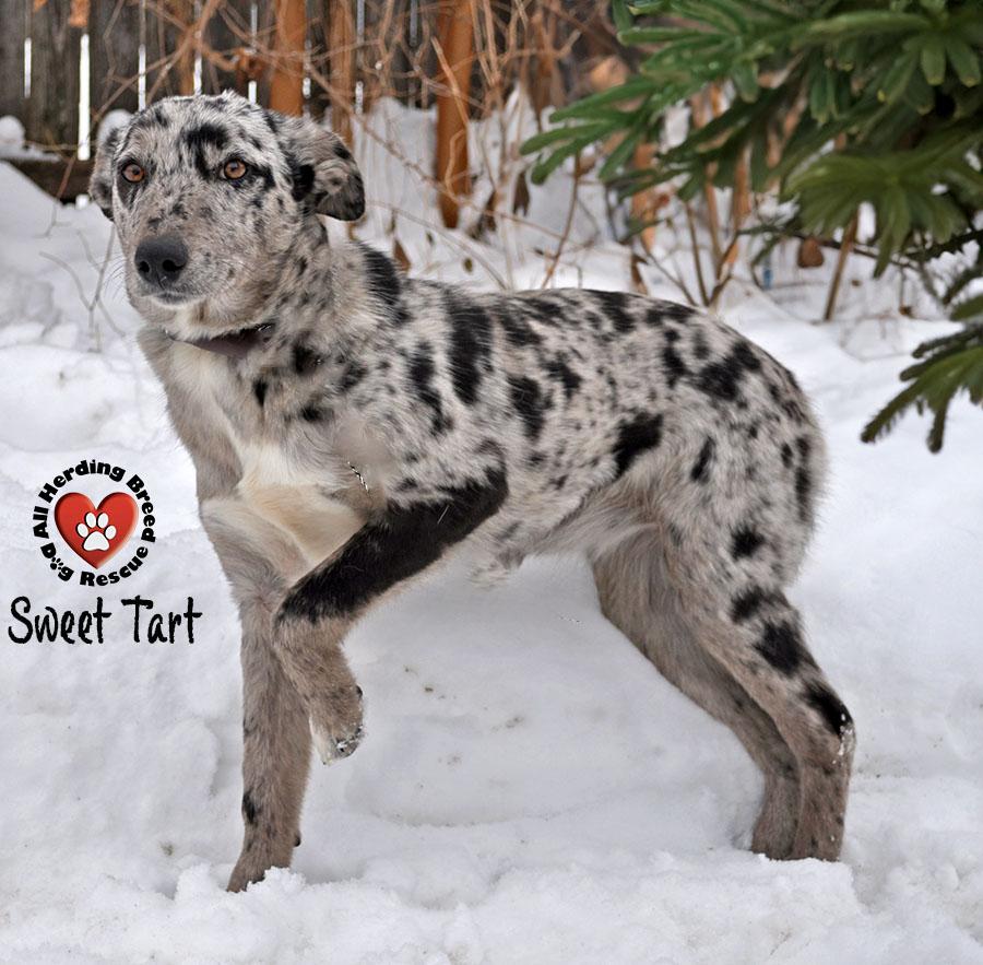 Enlarge Sweet Tart, an adoptable mixed breed in Joliet, IL image 2/4