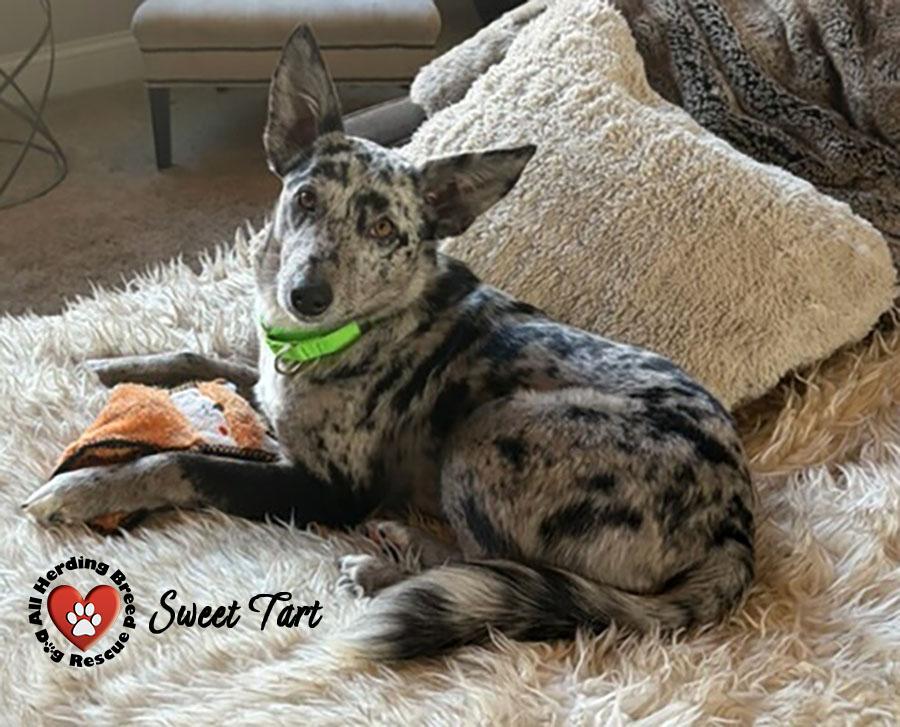 Sweet Tart, adoptable, Young Female Australian Shepherd.