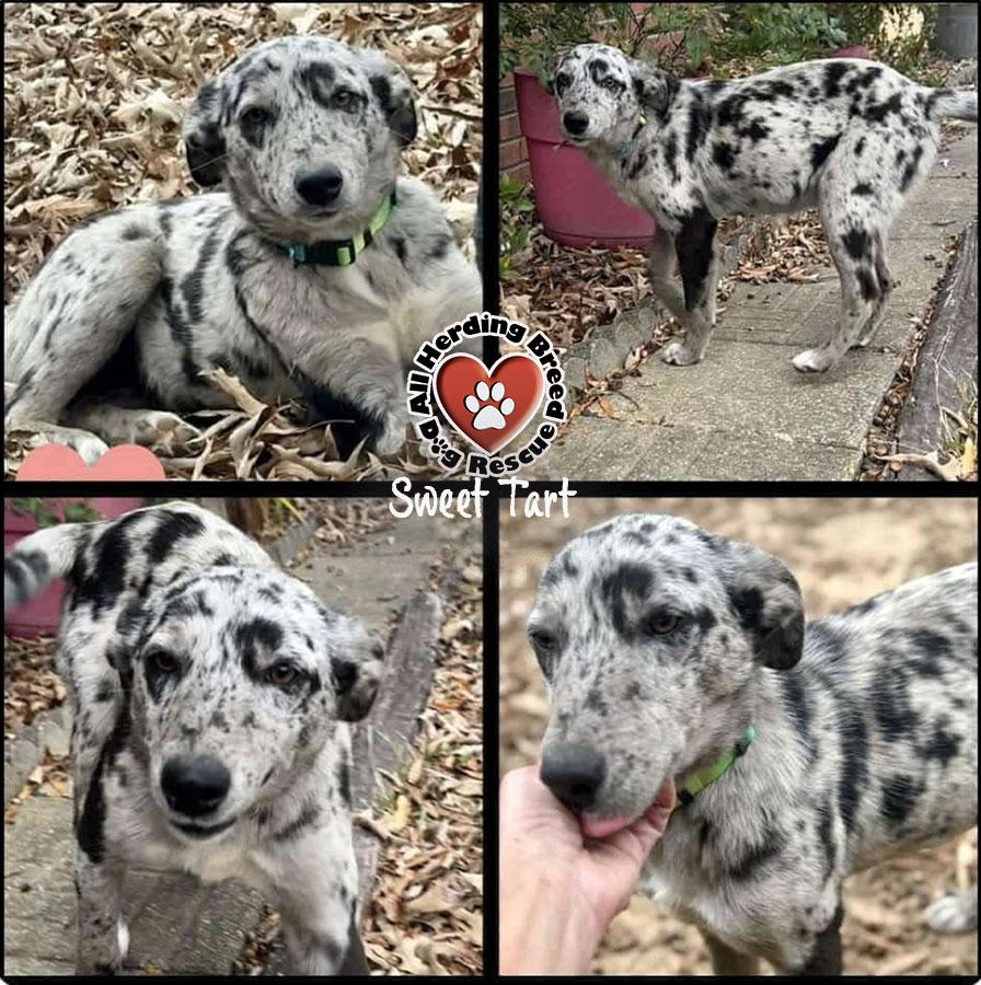 Enlarge Sweet Tart, an adoptable mixed breed in Joliet, IL image 3/4