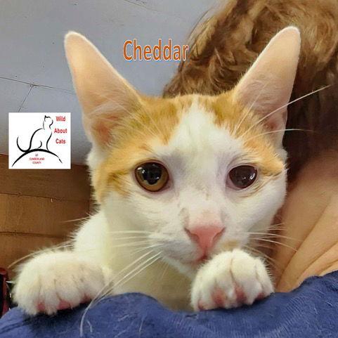 Cheddar, Adoptable, Kitten Male Domestic Short Hair.