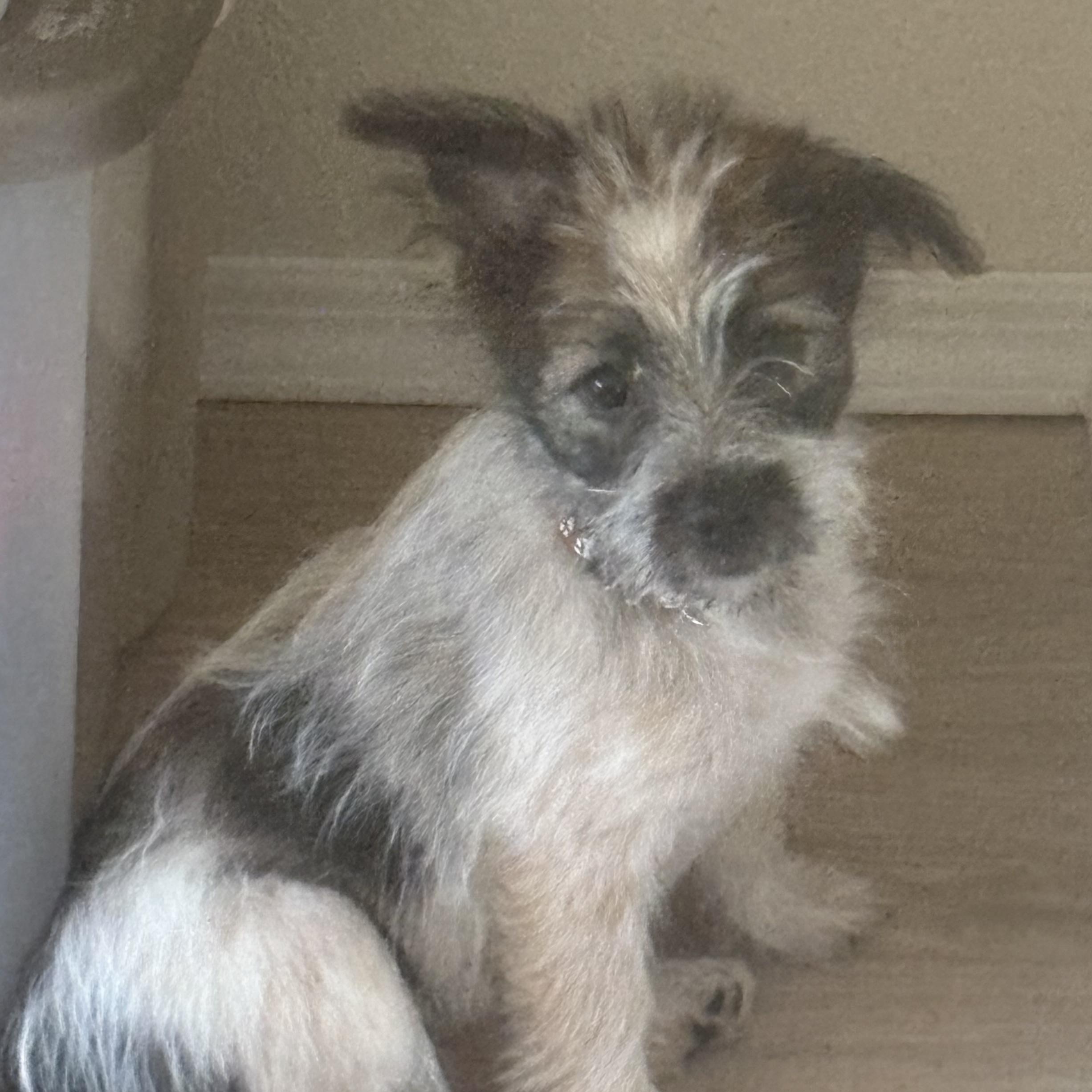 Lucy, Baby Female unknown