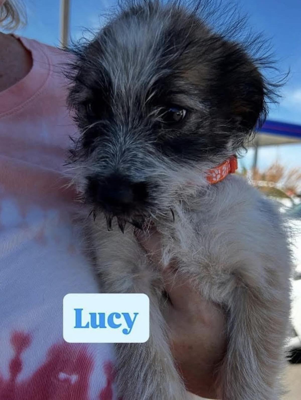 Lucy, Baby Female unknown