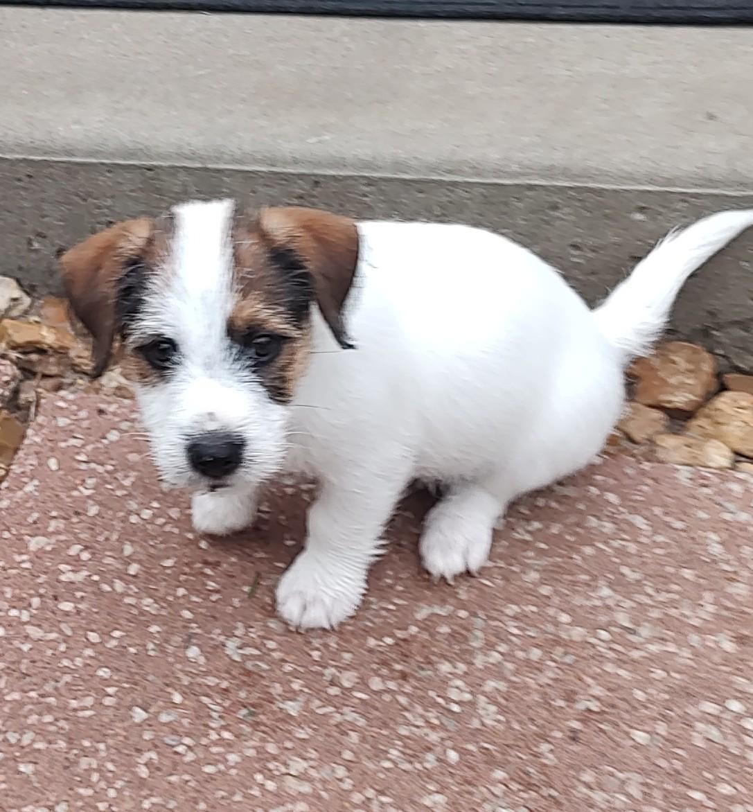 Enlarge Butch, an adoptable Jack Russell Terrier in Blue Springs, MO image 5/5