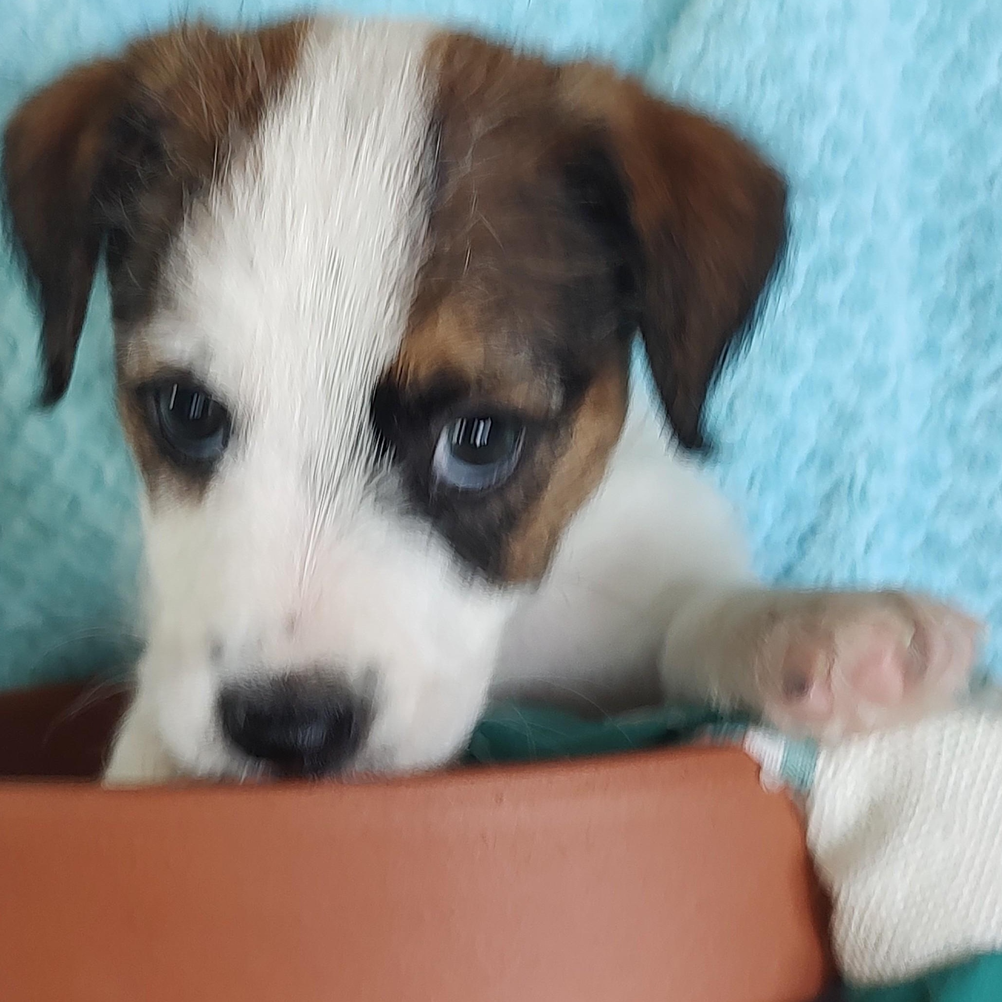 Butch, adoptable, Puppy Male Jack Russell Terrier.