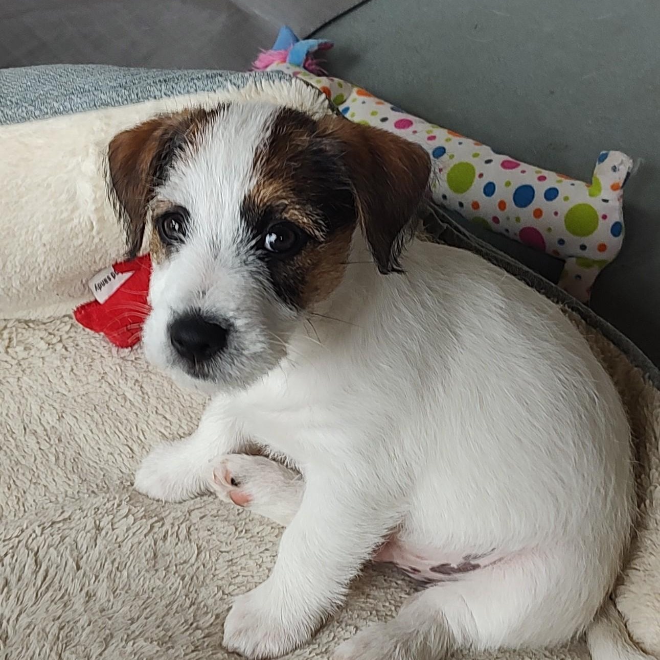 Enlarge Butch, an adoptable Jack Russell Terrier in Blue Springs, MO image 3/5