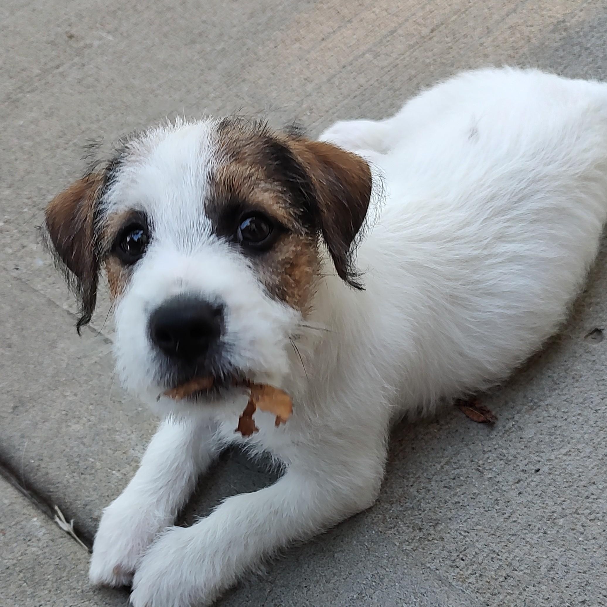 Enlarge Butch, an adoptable Jack Russell Terrier in Blue Springs, MO image 4/5