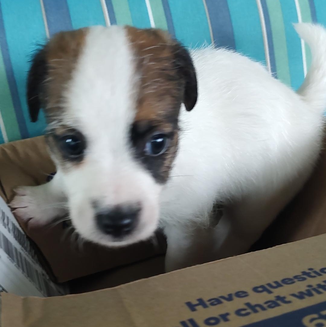 Enlarge Butch, an adoptable Jack Russell Terrier in Blue Springs, MO image 2/2