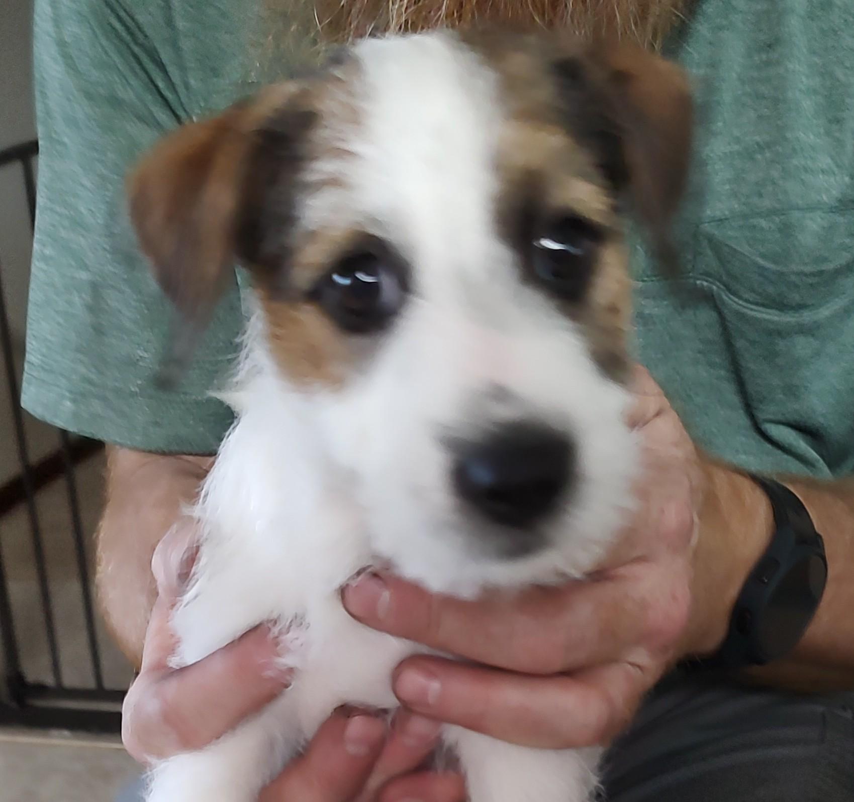 Enlarge Butch, an adoptable Jack Russell Terrier in Blue Springs, MO image 1/5