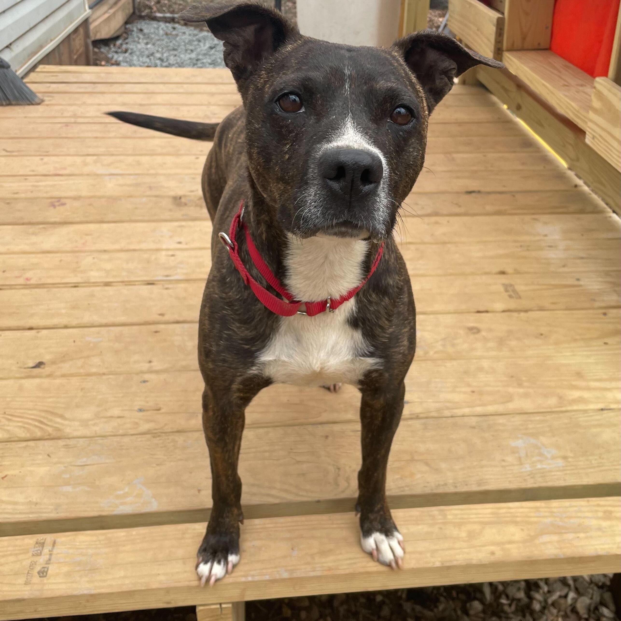 Gigi, Adoptable, Adult Female Mixed Breed.