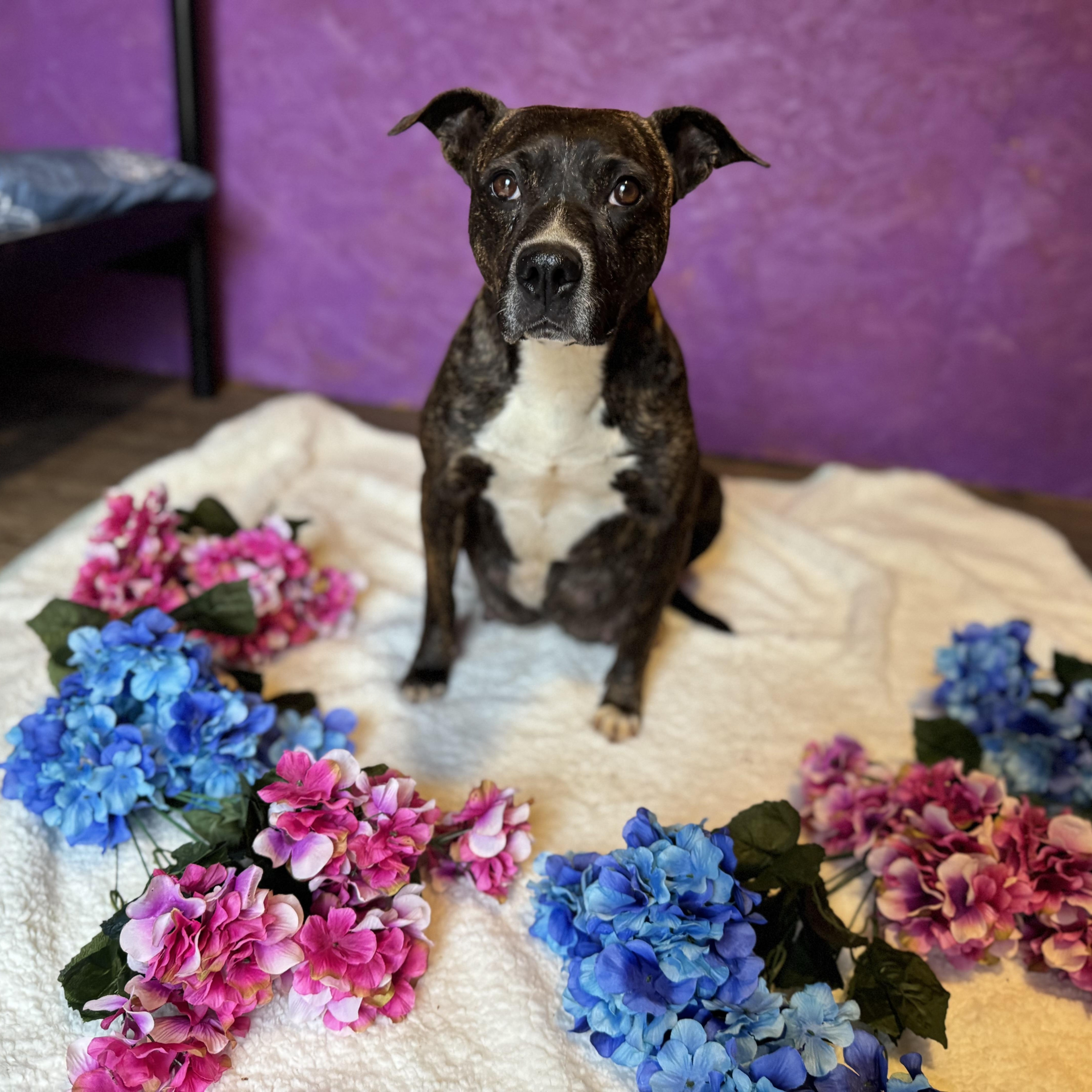 Enlarge Gigi, a Adoptable mixed breed in Anderson , SC image 2/4