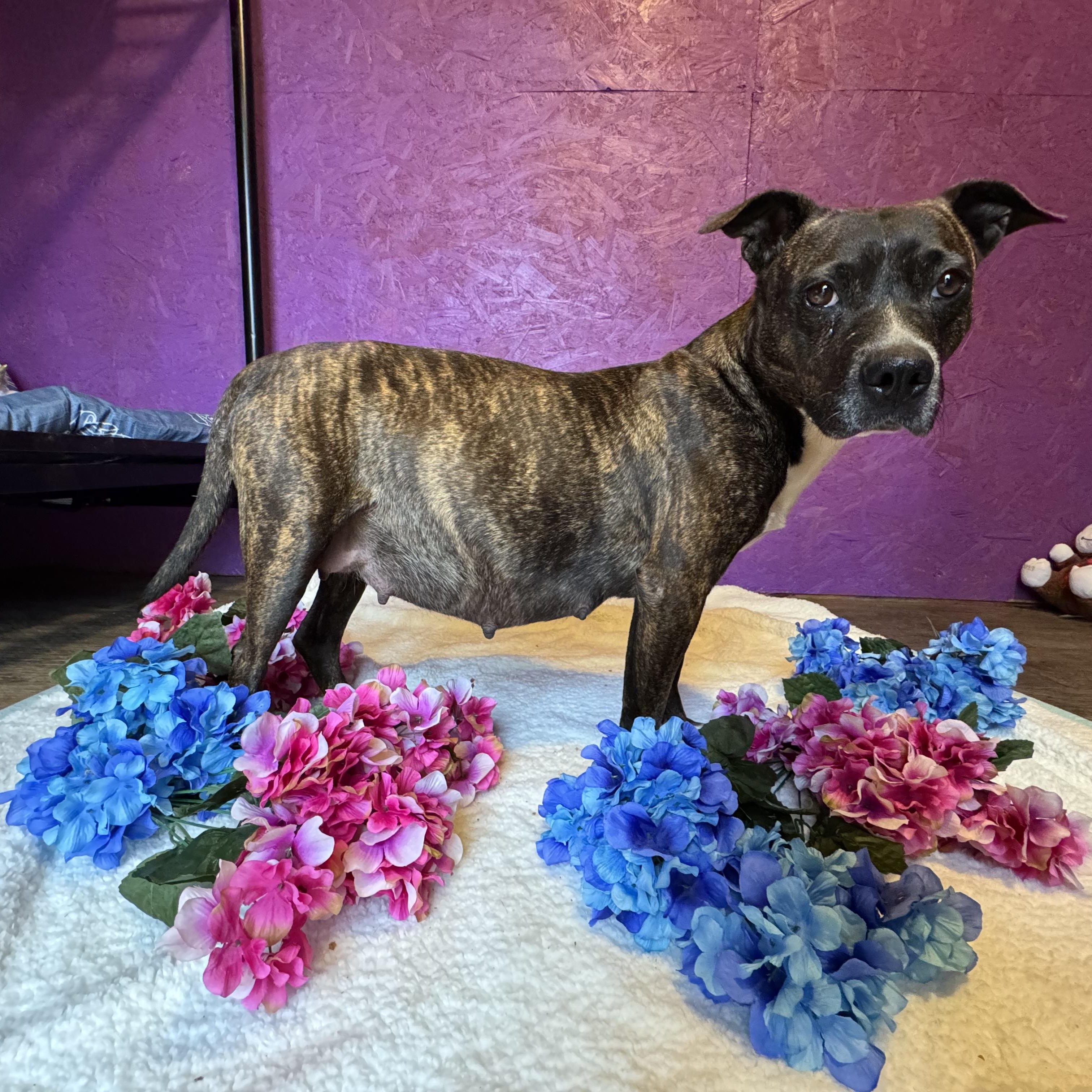 Enlarge Gigi, a Adoptable mixed breed in Anderson , SC image 3/4