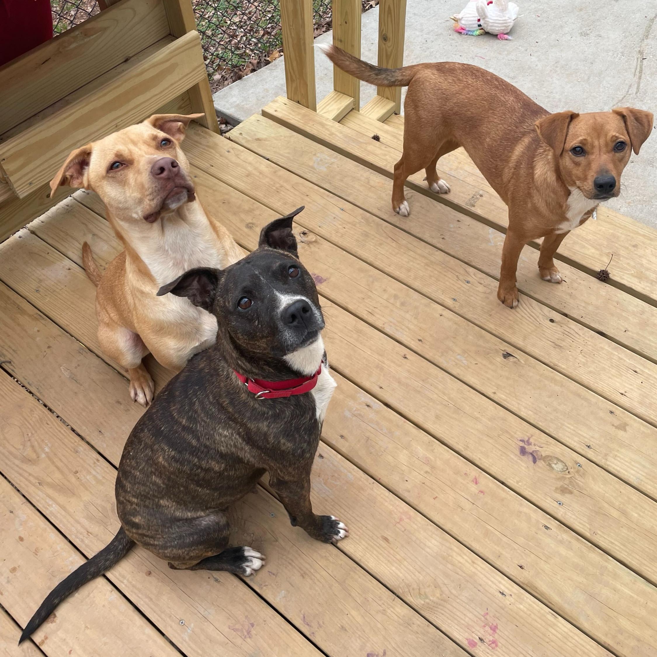 Enlarge Gigi, a Adoptable mixed breed in Anderson , SC image 4/4