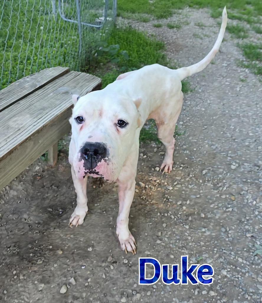 Duke, Adoptable, Adult Male Dogo Argentino.