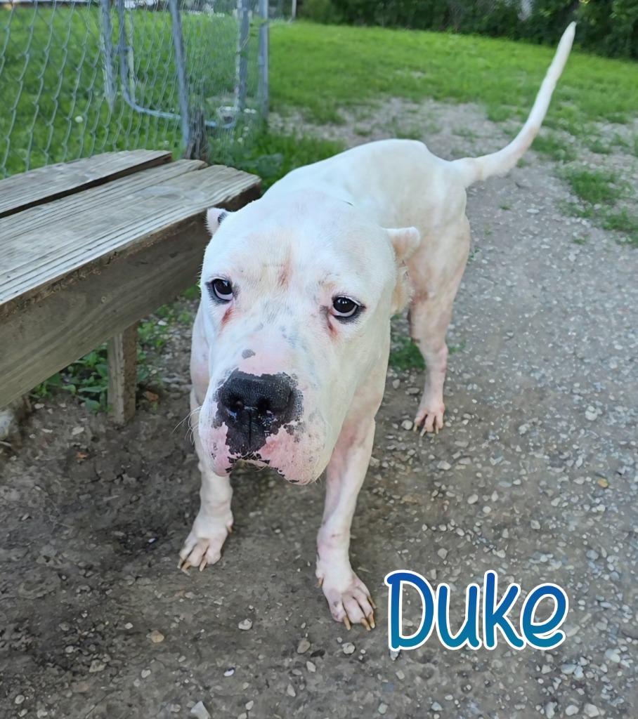 Enlarge Duke, a Adoptable Dogo Argentino in Port Clinton, OH image 2/3
