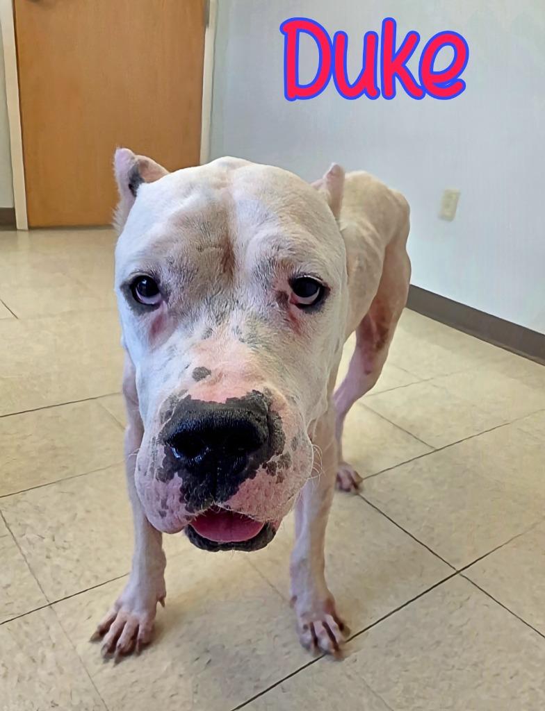 Enlarge Duke, a Adoptable Dogo Argentino in Port Clinton, OH image 3/3